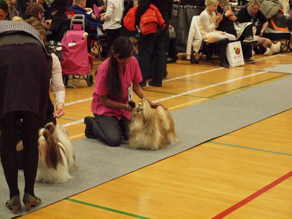 Shih Tzu Danmark